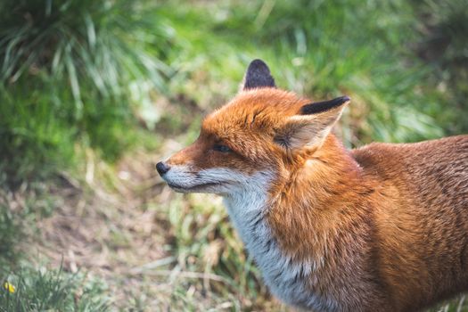 The Red Fox (Vulpes Vulpes) is the largest of the true foxes.