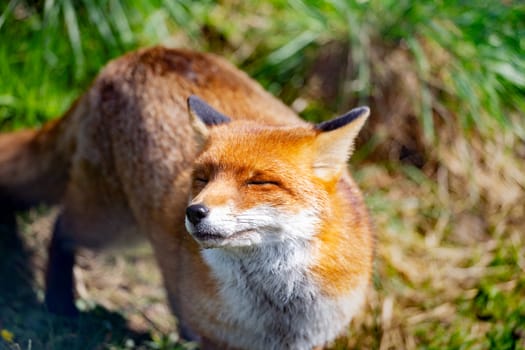 The Red Fox (Vulpes Vulpes) is the largest of the true foxes.