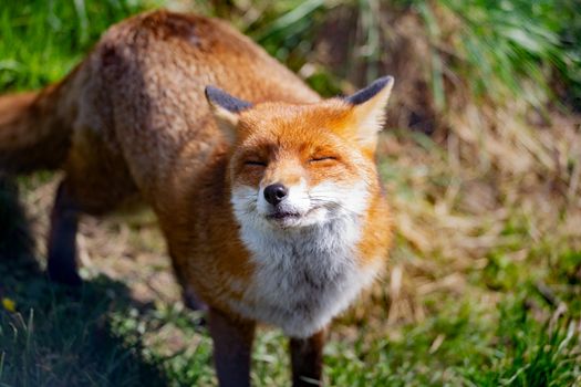 The Red Fox (Vulpes Vulpes) is the largest of the true foxes.