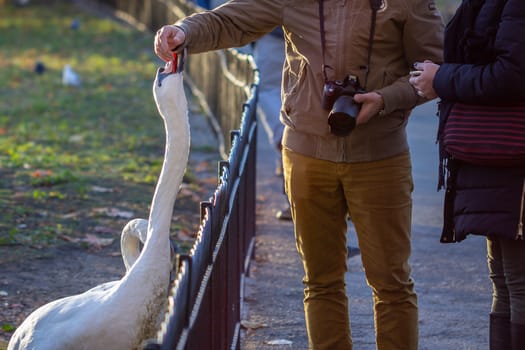 A couple feeding swans in a London park