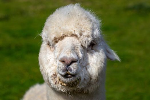 A close up image of an Alpaca of Andean origin