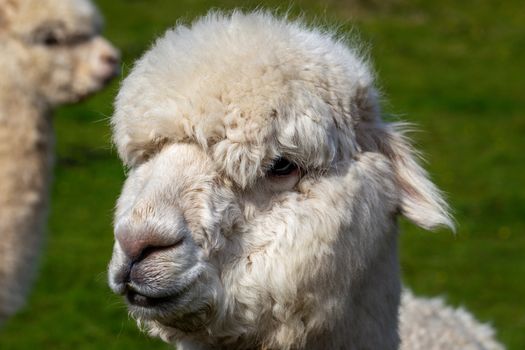 A close up image of an Alpaca of Andean origin