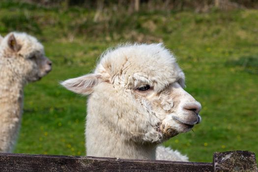 A close up image of an Alpaca of Andean origin