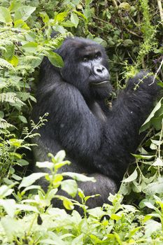 Single silverback mountain gorilla in the Virunga mountain region of Rwanda