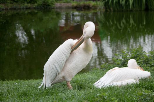 Pelicans resting by a lake