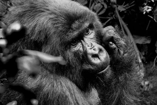 Single mountain gorilla in the Volcanoes National Park region of Rwanda