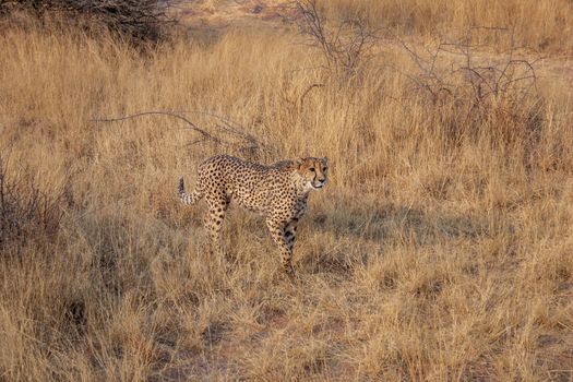 Cheetah on a nature reserve in Namibia