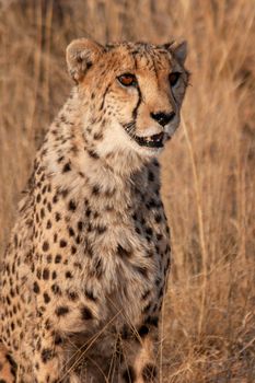 Cheetah on a nature reserve in Namibia