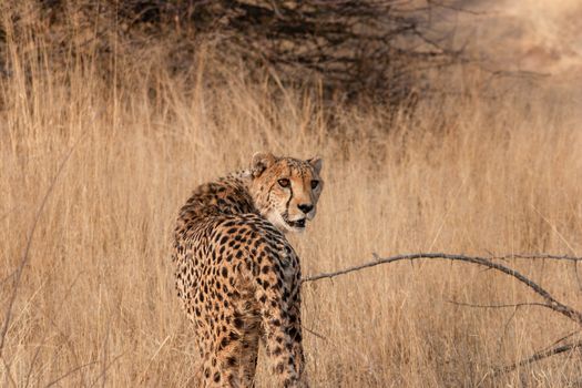 Cheetah on a nature reserve in Namibia