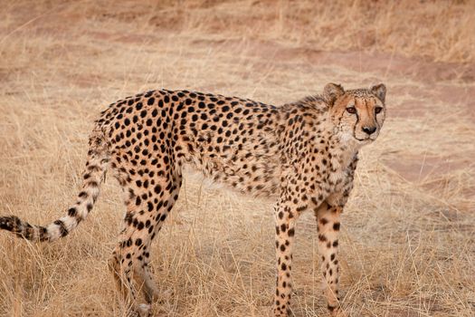 Cheetah on a nature reserve in Namibia