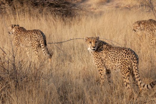Cheetahs on a nature reserve in Namibia