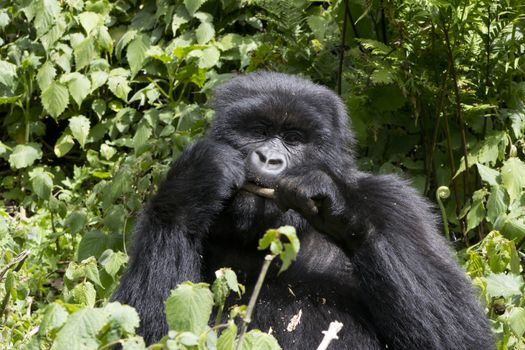 Young Gorilla feeding in the wild, Virunga National Park, Rwanda