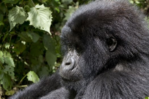 Young Gorilla in the wild, Volcanoes National Park, Rwanda