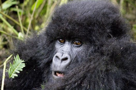 Young Gorilla in the wild, Volcanoes National Park, Rwanda