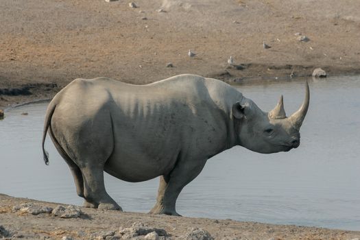 An endangered black rhino at a watering hole in the Etosha National Park, Namibia