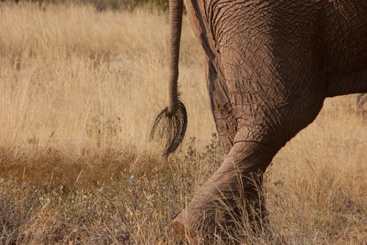 Image of the rear end of an Elephant as it strides through the bush in Namibia