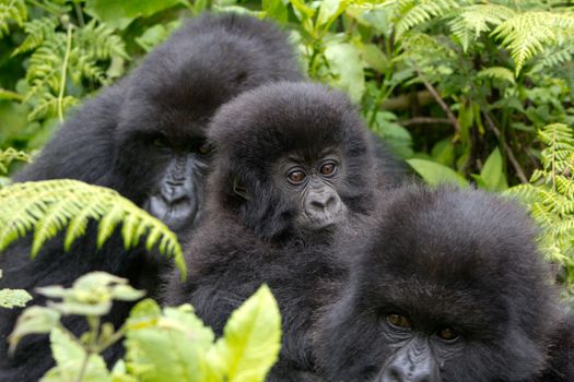 Three Gorillas in Volcanoes National Park, Rwanda