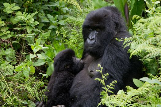 Mother Gorilla with her breast-feeding baby in the Volcanoes National Park in Rwanda