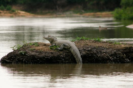 Lone Caiman in Pantanal region of Brazil