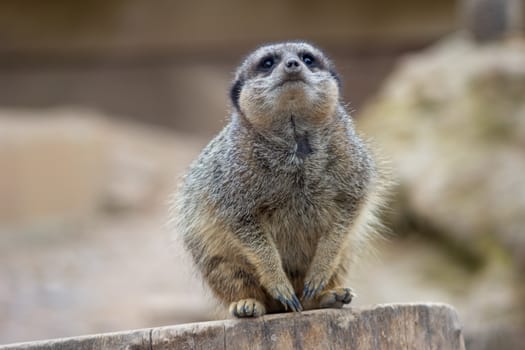 Solitary Meerkat ((Suricata suricatta) ) at a Zoo