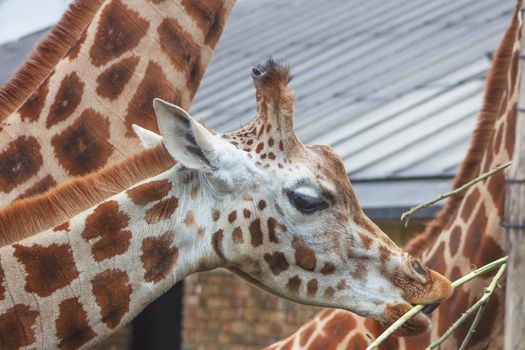 Portrait of a giraffe feeding at a zoo