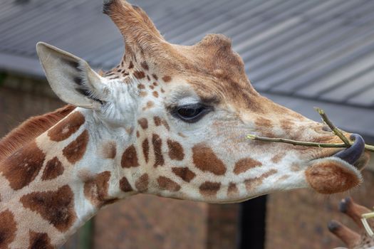 Portrait of a giraffe feeding at a zoo