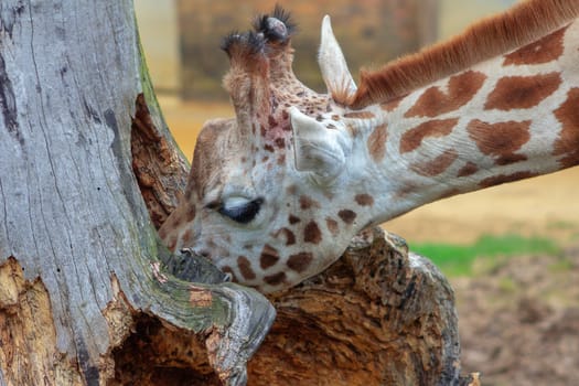 Portrait of a giraffe at a zoo