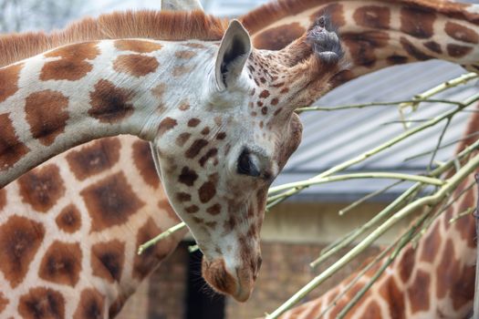 Portrait of a giraffe at a zoo