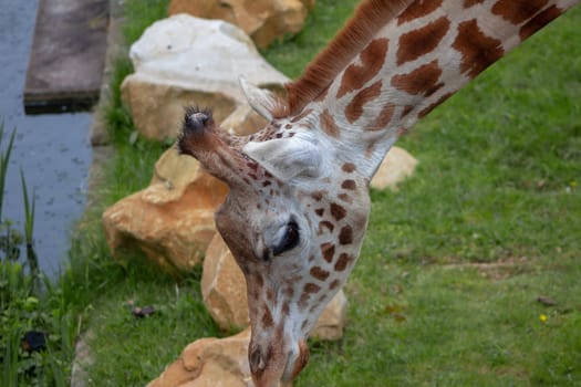 Portrait of a giraffe at a zoo