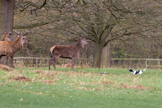 Red deer being harassed by an aggressive dog