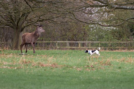 Red deer being harassed by an aggressive dog