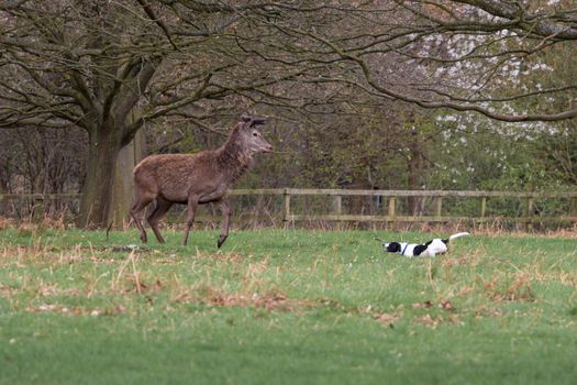 Red deer being harassed by an aggressive dog