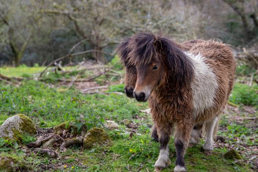 Two Shetland ponies in a field in Cornwall,  UK