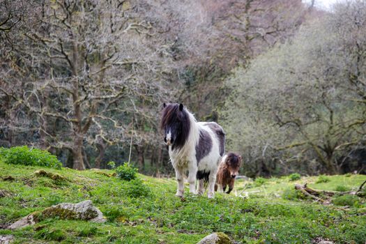 Two Shetland ponies in a field in Cornwall,  UK