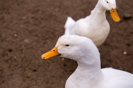 Two white ducks on a farm in England