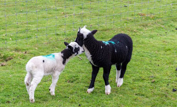 Two cute lambs in a green field on a farm