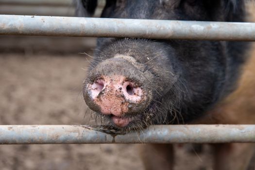 Saddleback sow pig snout poking through the fence of a pig sty