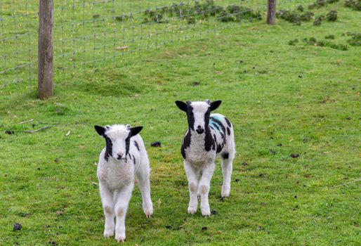 Two cute lambs in a green field on a farm