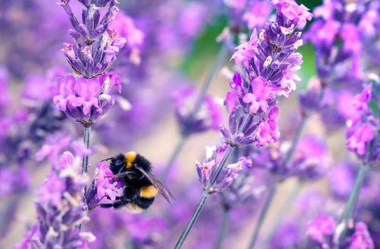 Bee pollinating herbal lavender flowers in a field.  England, UK