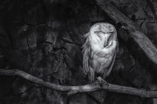 Black and white image of a Barn owl (Tyto alba) sitting on a perch