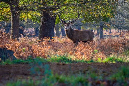 Red deer (Cervus Elaphus) standing and alert in a UK park