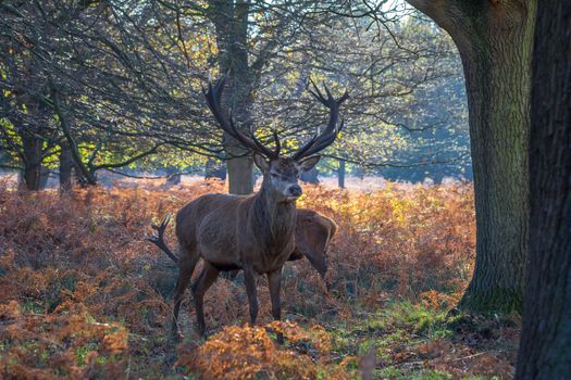 Red deer (Cervus Elaphus) standing and alert in a UK park