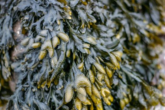 Bladderwrack or Bladder Wrack is the most common algae or seaweed on the shores of the UK