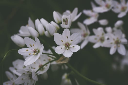 Small white delicate Allium flowers