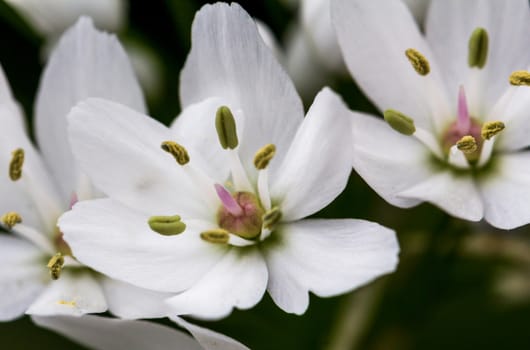 Small white delicate Allium flowers