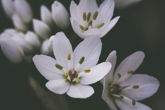 Small white delicate Allium flowers