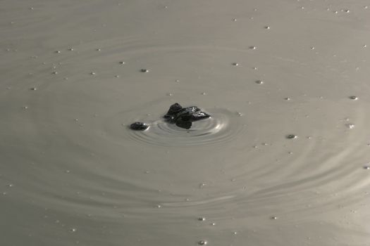 Submerged caiman in the water of the Pantanal region in Brazil 