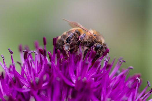 Bumblebee on an Allium flower
