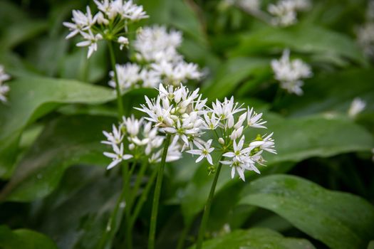 Wild Garlic flowers (Allium ursinum) in a UK forest