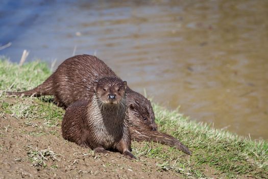 European Otter (Lutra Lutra)